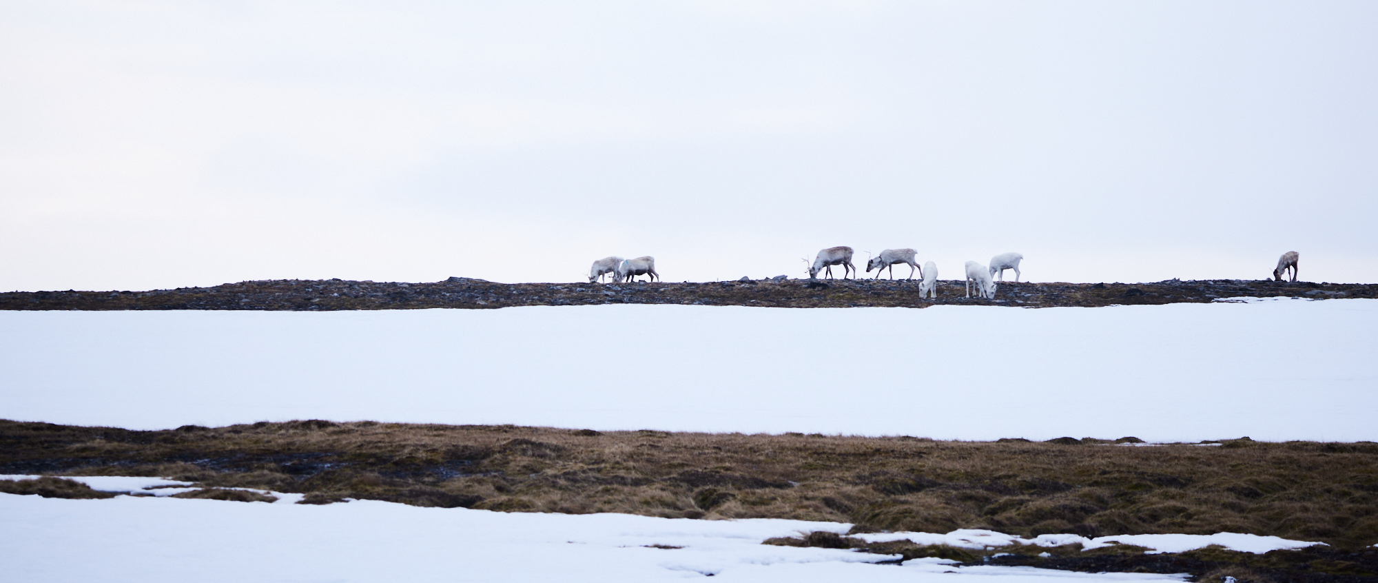 Auf dem Rückweg nach Honningsvåg