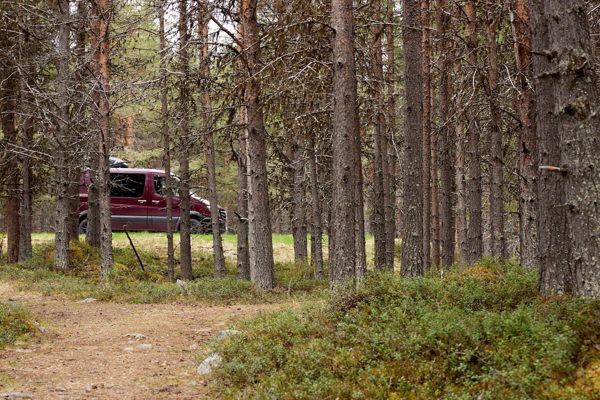 BigBear im finnischen Wald
