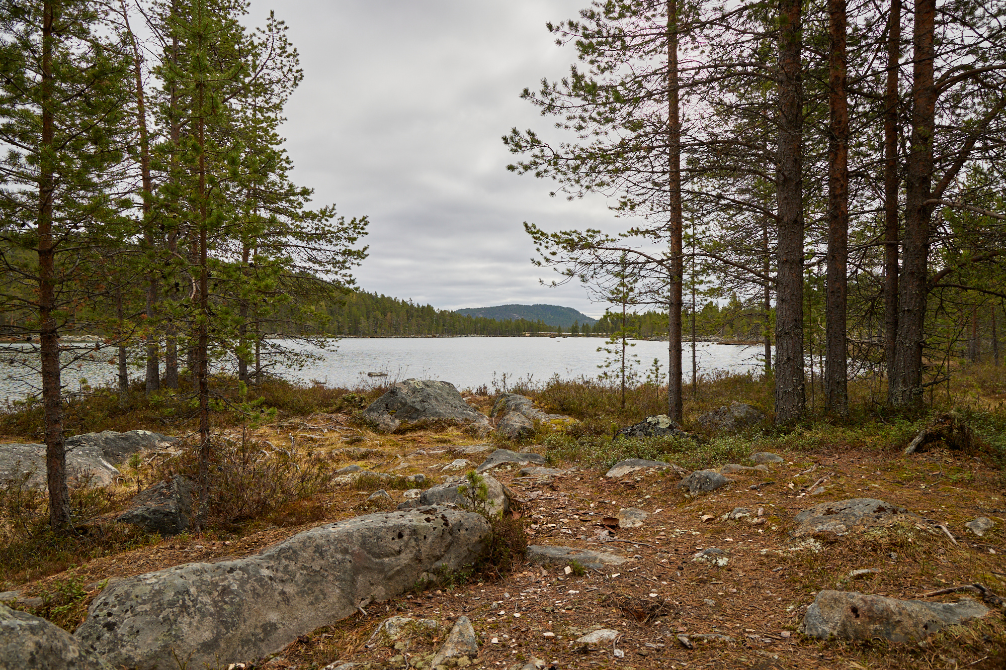 Typisch Finnland: Bäume und Seen. Immerhin noch keine Mücken